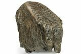 Woolly Mammoth Molar - Siberia #232726-1